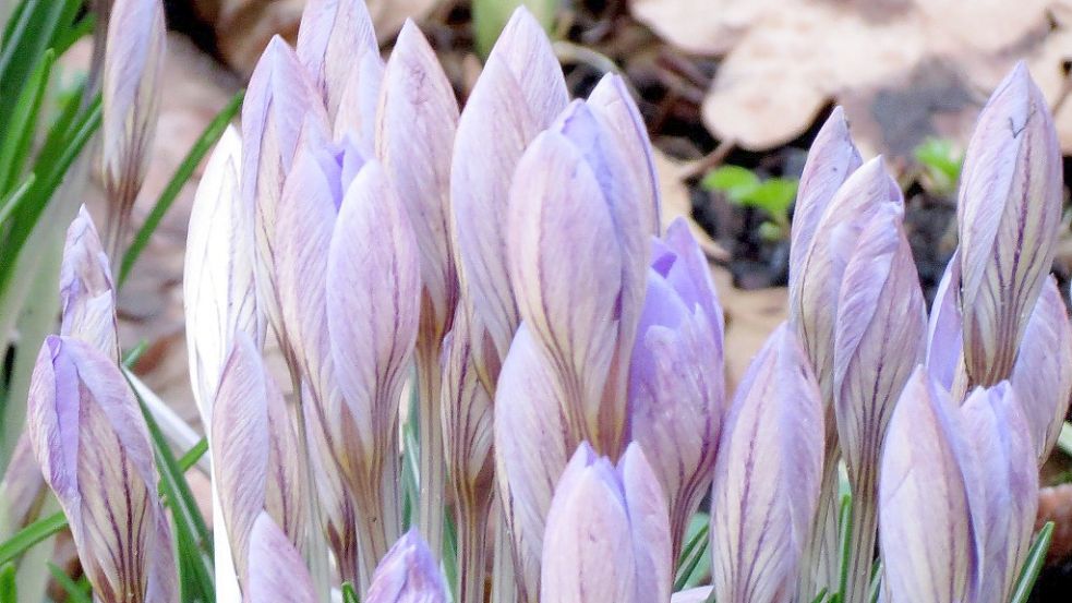 „Wie kleine Elfen in zartlilafarbenen Kleidern tanzen sie unter den Gehölzen oder auf den Rasenflächen“, beschreibt Karin Berends-Lüürßen Elfenkrokusse. Foto: Berends-Lüürßen