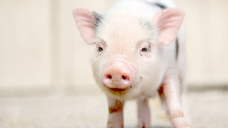 Ein junges Mini-Schwein steht im Zoo Hannover in seinem Gehege. Foto: picture alliance / dpa