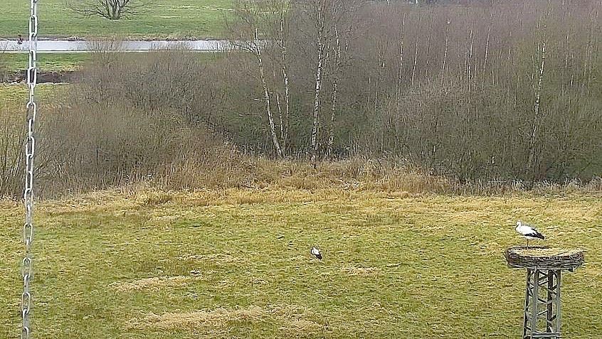 Zwei Störche tummeln sich in Barßel an und um die frisch ausgepolsterten Nester bei der Ebkensschen Windmühle. Über die Storchen-Cam der Gemeinde Barßel kann man sie im Internet beobachten. Screenshot: Fertig
