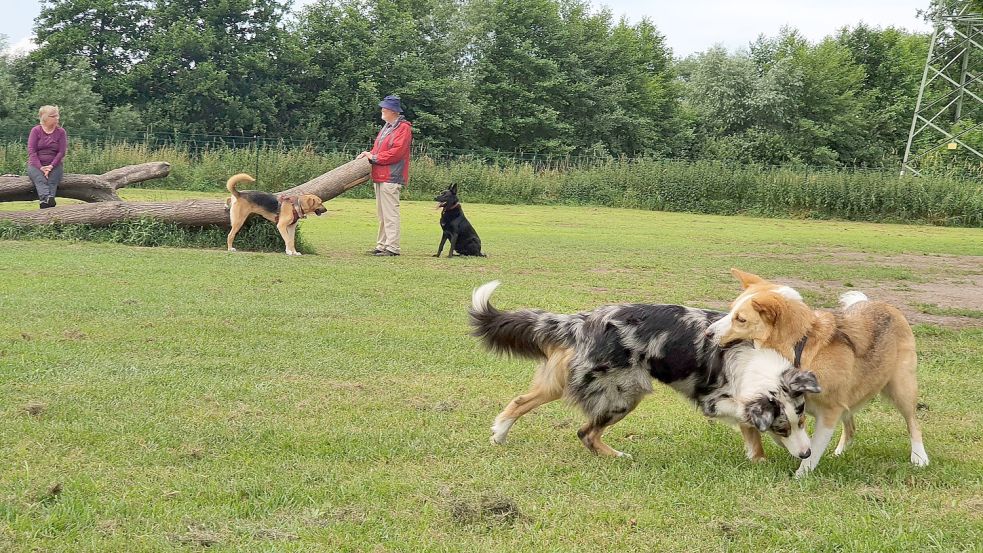 In Papenburg gibt es bereits seit 2019 eine Freillauffläche für Hunde, die auch von Hundebesitzern aus dem Landkreis Leer besucht wird. Foto: Gettkowski