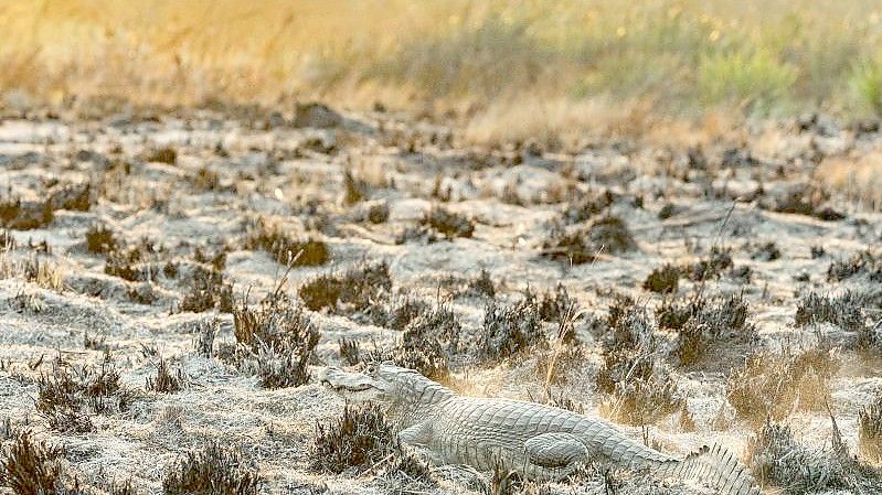 Die Brände im Iberá-Nationalpark bedrohen Tierarten wie Wasserschweine und Kaimane. Foto: Matías Rebak/Stiftung Rewilding Argentina/dpa