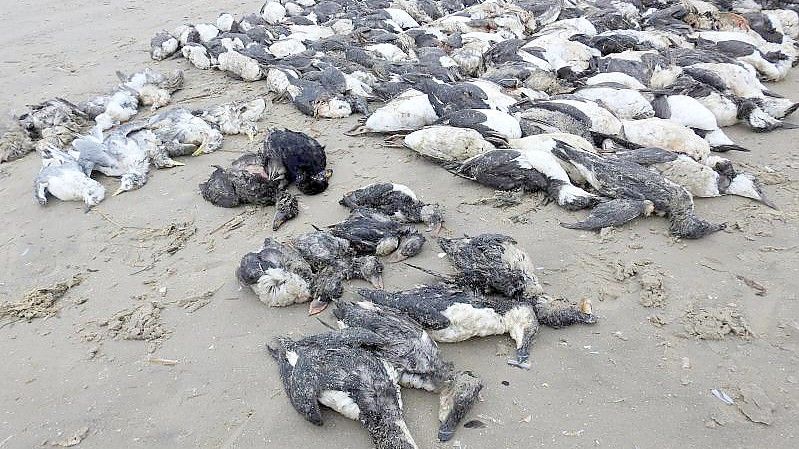 Tote Meeresvögel auf der Nordsee-Insel Fanø. Foto: Søren Vinding/DOF/dpa