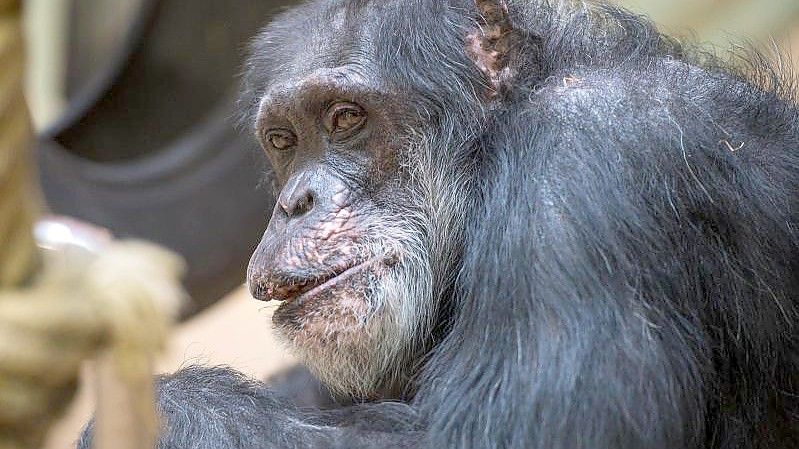 Schimpanse Jonny an seinem 60. Geburtstag im Affenhaus des Saarbrücker Zoos. Foto: Oliver Dietze/dpa
