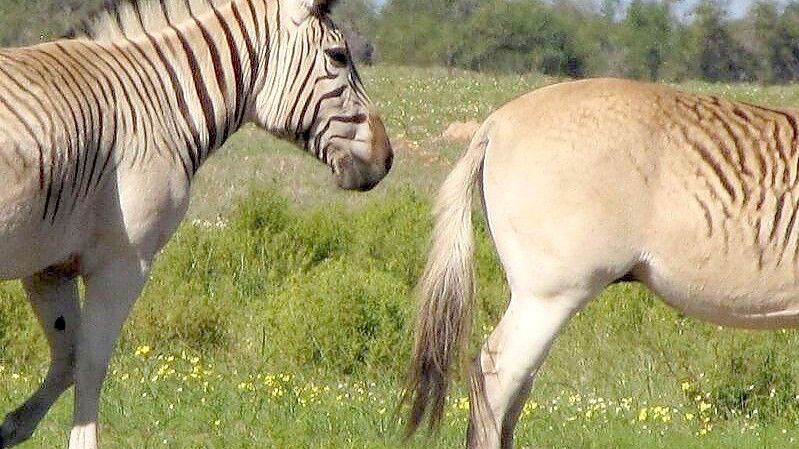 Zwei nahezu streifenlose Rau-Quaggas. Nach jahrzehntelangen Zuchtversuchen steht das Experiment des Quagga-Projekts in Südafrika vor seinem erfolgreichen Abschluss. Foto: Quagga Project/dpa