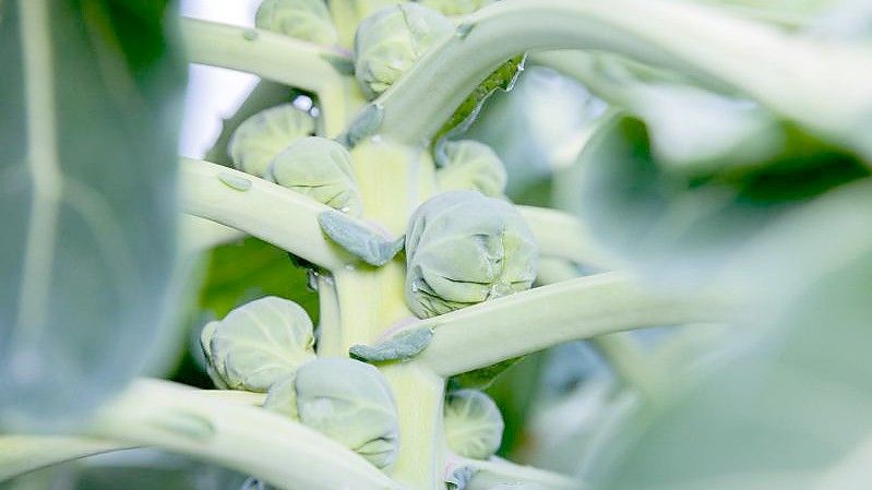 Rosenkohl in Bioqualität wird auf einem Acker angebaut. 2021 wurde eine überdurchschnittliche Gemüseernte eingefahren - wegen günstiger Witterung. Foto: Rolf Vennenbernd/dpa