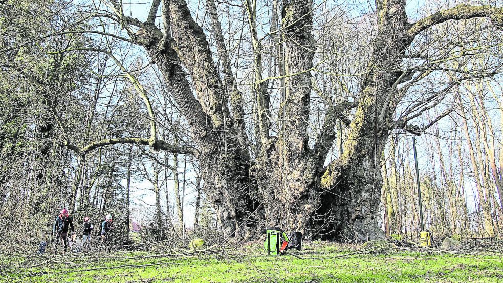 Die riesige Linde in Heede hat im Jahr 2020 einen umfassenden Pflegeschnitt erhalten. Archivfoto: Raphael Steffen