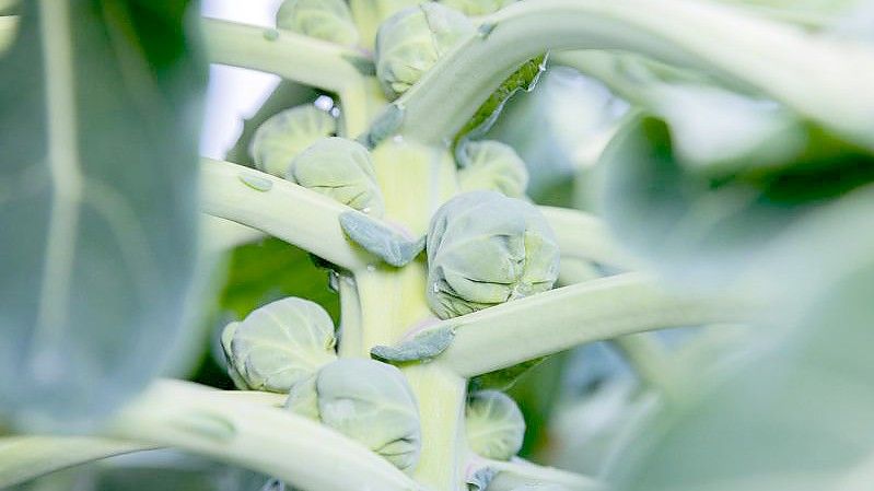 Rosenkohl in Bioqualität. Foto: Rolf Vennenbernd/dpa