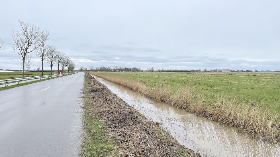 Diese Wieke entlang der Kreisstraße zwischen Ihrhove und dem Campingplatz in Grotegaste ist jetzt geräumt worden, Das entfernte Material liegt noch auf der Grasnarbe vor der Uferböschung. Foto: David Ammermann