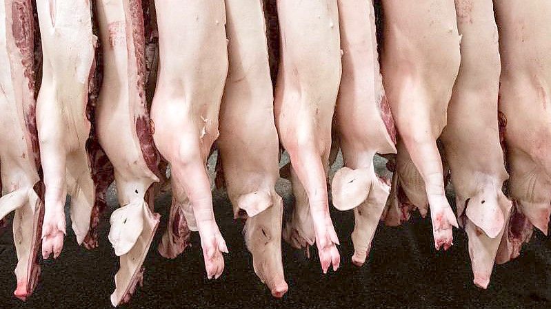 Halbierte Schweine hängen in einem Schlachthof. Der Fleischkonsum in Deutschland ist rückläufig. Foto: Mohssen Assanimoghaddam/dpa