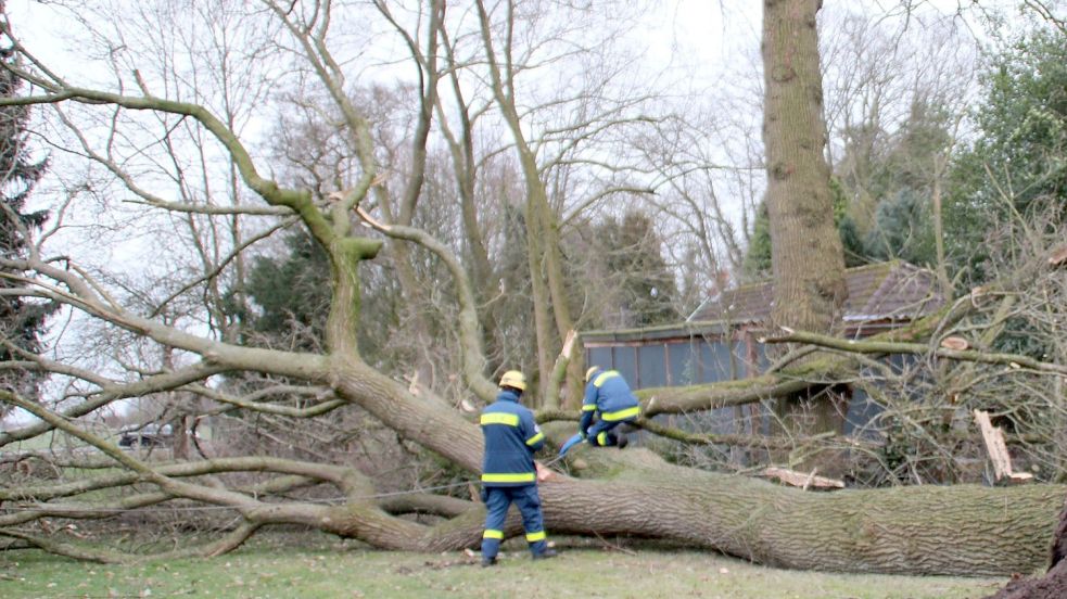 Einsatzkräfte des Technischen Hilfswerkes waren nach einem Sturm im Februar in Weenermoor im Einsatz, nachdem dort auf einem Privatgrundstück ein großer Baum umgestürzt war. Foto: Rand/Feuerwehr
