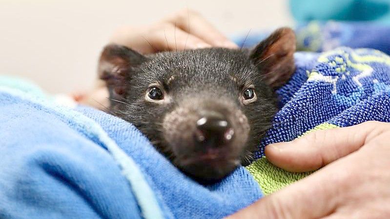 Tierärzte in Australien haben erstmals eine Katarakt-Operation bei einem Tasmanischen Teufel durchgeführt. Foto: Aussie Ark/dpa