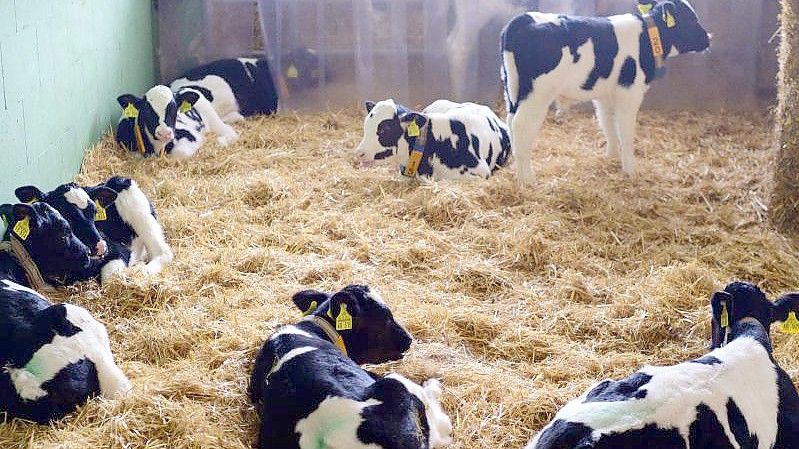 So geht's auch: Kälber in einem offenen Stall in der Agrargenossenschaft Züllsdorf (Landkreis Elbe-Elster). Foto: Soeren Stache/dpa-Zentralbild/dpa