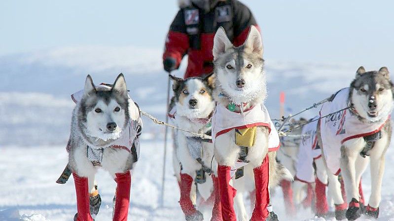 Aliy Zirkle, US-amerikanische Hundemusherin, mit ihren Hunden auf dem Weg nach Shaktoolik. Foto: Sebastian Schnülle/privat/dpa