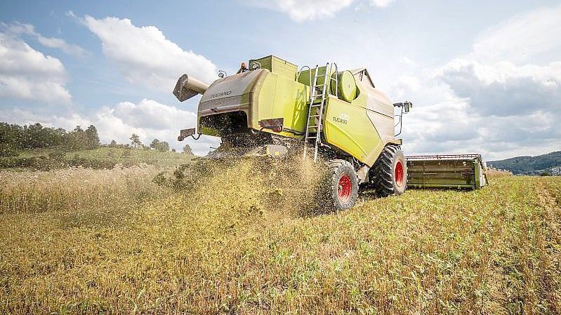 Ein Landwirt fährt bei der Getreideernte mit seinem Mähdrescher über ein Haferfeld. Foto: Christoph Schmidt/dpa