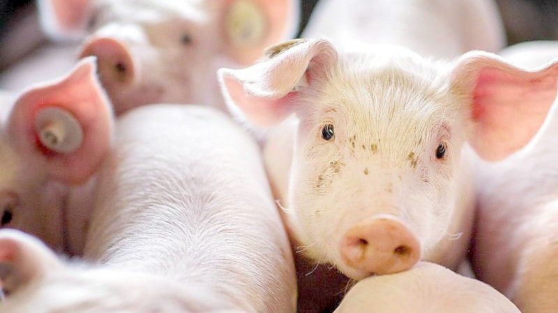 Die Ampel-Koalition will noch in diesem Jahr eine verpflichtende Haltungskennzeichnung an den Start bringen, die auch Transport und Schlachtung umfassen soll. Foto: Jens Büttner/zb/dpa