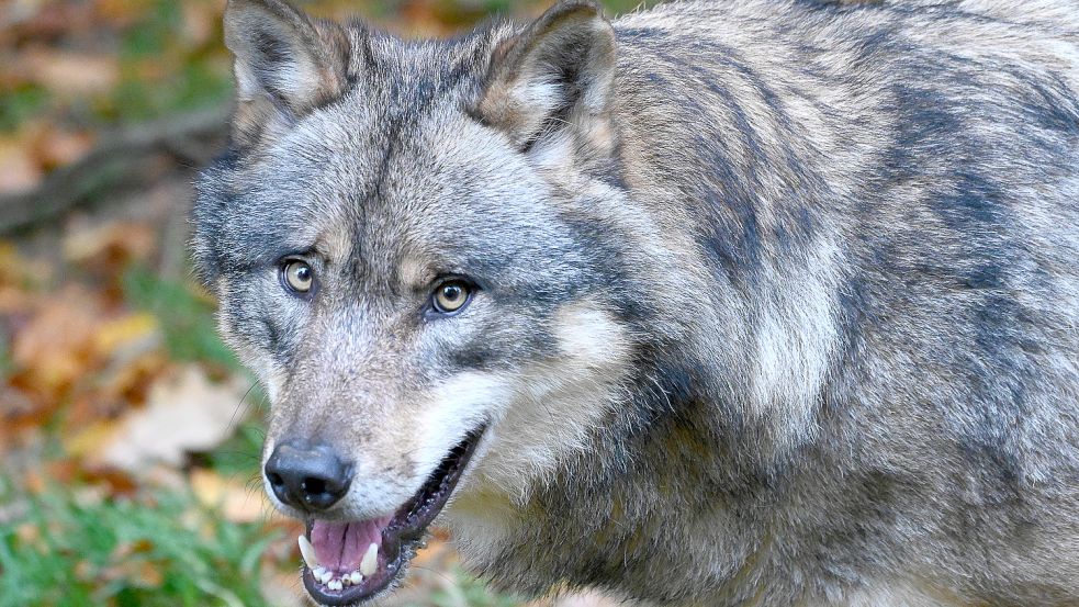 Ein Wolf war in Moormerland unterwegs und hat ein Schaf gerissen. Foto: Pförtner/dpa