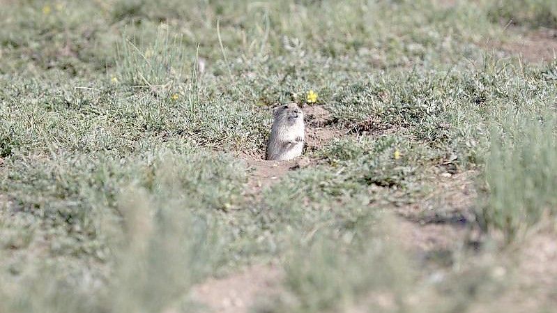 Mongolische Brandt-Wühlmäuse halten das Gras vor ihrem Bau kurz, um eine bessere Sicht auf ihre Fressfeinde zu haben. Foto: Guoliang Li/Universität Exeter/Northeast Normal University/dpa