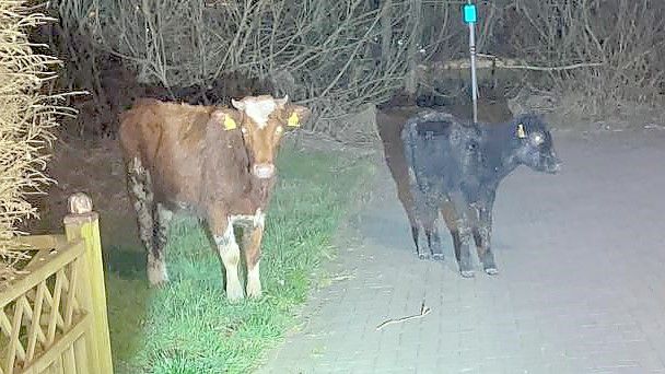 Die Tiere waren in verschiedenen Straßen unterwegs. Foto: Polizei