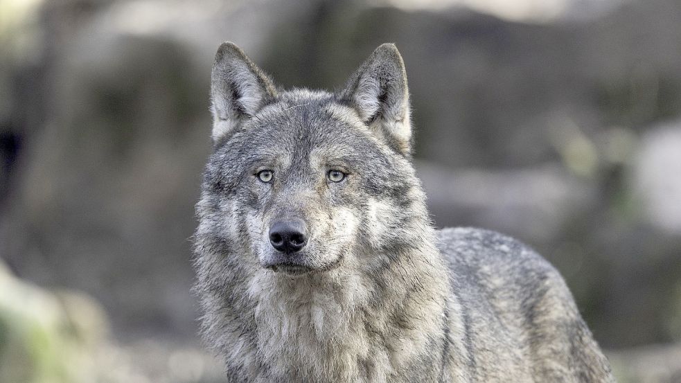 Ein Wolf hat Schafe gerissen. Foto: Piaxabay