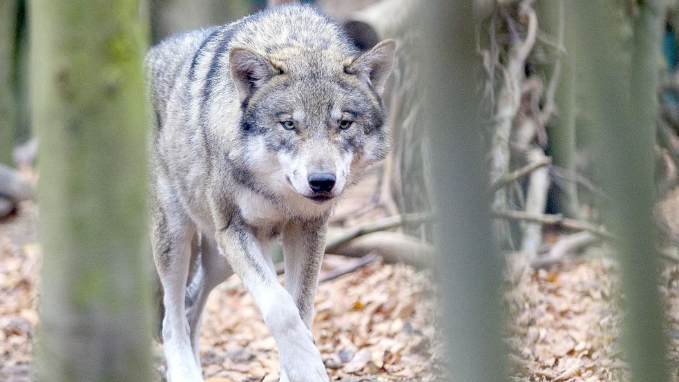 Ein Wolf hat in der vergangenen Woche am Emsdeich bei Leer zwei Schafe gerissen. Foto: Klaus-Dietmar Gabbert/dpa-Zentralbild/dpa