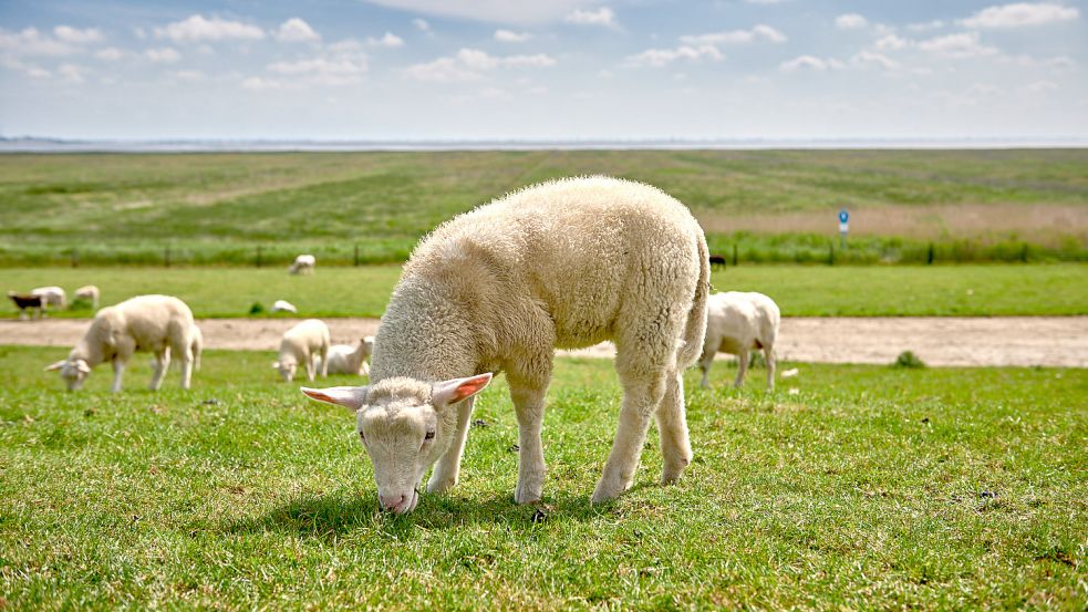 Die Schafe auf den Deichen entlang der Küste gehören zum typischen Bild Ostfrieslands. Foto: A. Meurer/Ostfriesland Tourismus