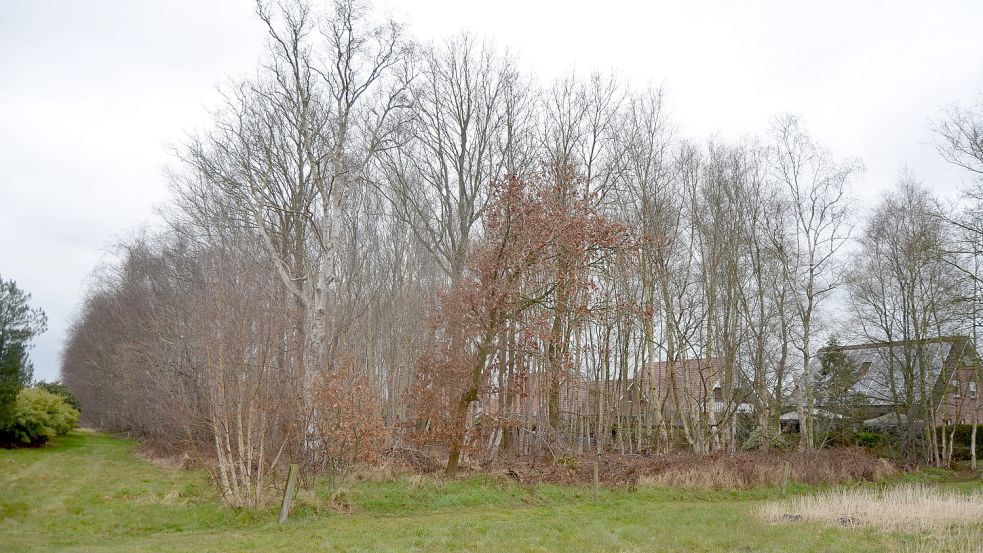 Das Birkenwäldchen bleibt auf Wunsch der Anwohner bestehen. Nördlich des Neubaugebiets ist eine ökologische Ausgleichsfläche geplant, eine weitere Kompensationsfläche wird vom Vorhabenträger südlich der Friesenstraße nachgewiesen. Sie soll mit Rotbuchen aufgeforstet werden.