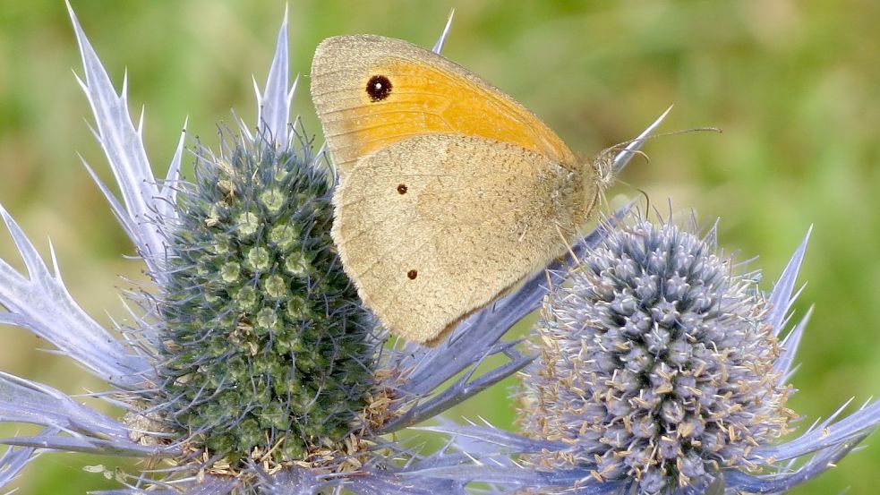 So sieht eine heile Schmetterlingswelt aus: Ein Wiesenvögelchen auf einer Distel. Foto: Berends-Lüürßen