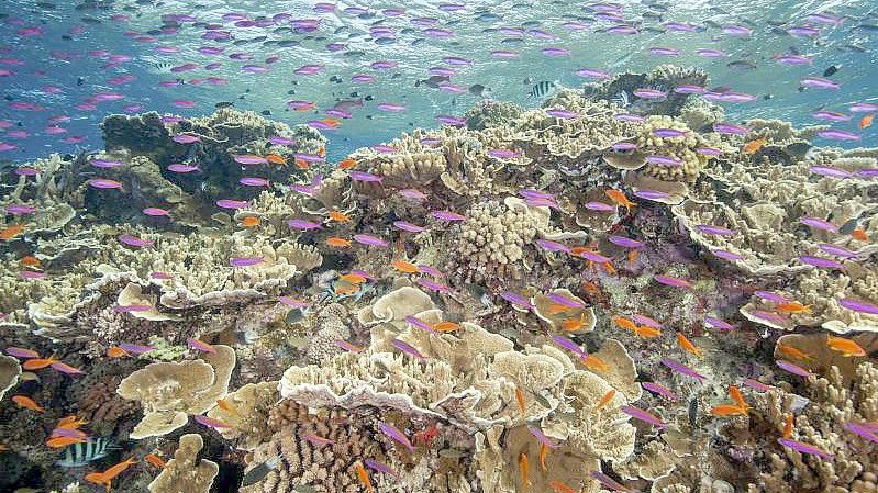 Die Temperaturen rund um das Great Barrier Reef liegen Wissenschaftlern zufolge deutlich über dem März-Durchschnitt. Foto: J. Sumerling/Great Barrier Reef Marine Park Authority/AP/dpa