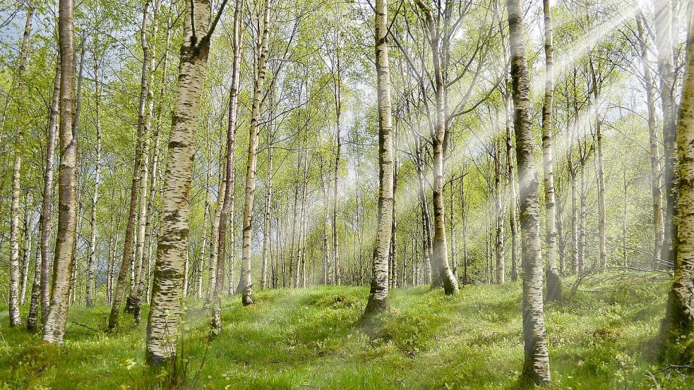 Hat seinen Reiz: ein Birkenwald. In Rhauderfehn entsteht derzeit ein Wald mit Birken und Erlen. Foto: smellypumpy/pixabay
