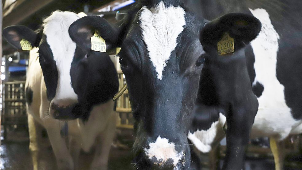 Wenn wir von Milch sprechen, meinen wir die Milch von Kühen. Daraus entstehen viele Produkte wie Eis, Butter und Käse, die für viele Menschen nicht aus dem Alltag wegzudenken sind.