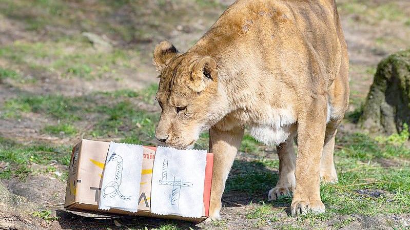 Die Löwin Zeta schnuppert an ihrem 24. Geburtstag am Geschenkkarton. Foto: Guido Kirchner/dpa