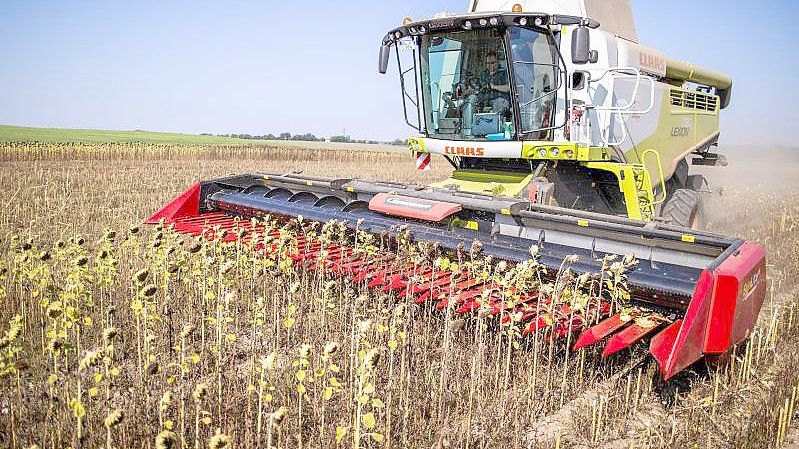 Mähdrescher ernten auf einem Feld Sonnenblumen für die ökolgische Futtermittelproduktion. Foto: Jens Büttner/dpa-Zentralbild/dpa