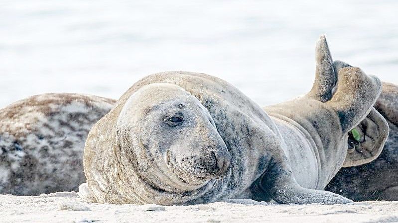 Durch unterschiedliche Färbung und unterschiedlichen Glanz lassen sich in der Zeit des Fellwechsels das neue vom alten Fell unterscheiden. Foto: Markus Scholz/dpa