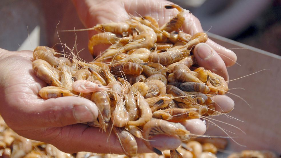 Ein Decksmann begutachtet auf einem Krabbenkutter in der Nordsee fertig gekochte Nordseekrabben. Aktuell setzen die enorm gestiegenen Kraftstoffpreise die Fischer unter Druck. Archivfoto: C. Hager/dpa