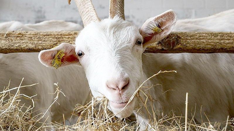 Eine Ziege bedient sich am Heu-Büffet in ihrem Stall im schleswig-holsteinischen Sörup. Wegen des Ukraine-Kriegs sind die Kosten für Futter, Energie und Dünger extrem gestiegen. Foto: Axel Heimken/dpa