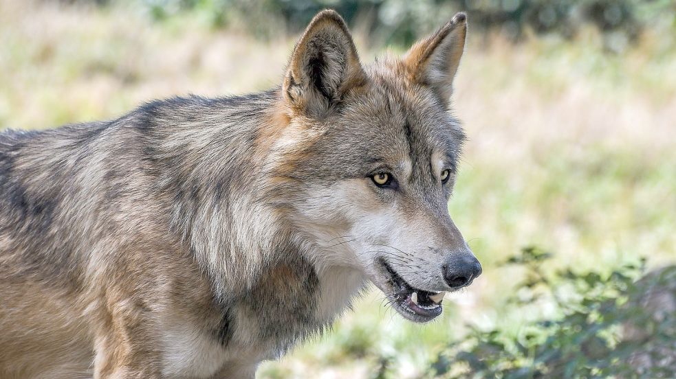 Ein Wolf ist durch die Gemeinde Barßel gezogen. Im Jagdrevier von Clemens Kokenge im Bereich Lohe/Elisabethfehn wurde er von einer Wildkamera erfasst. Symbolfoto: Pixabay