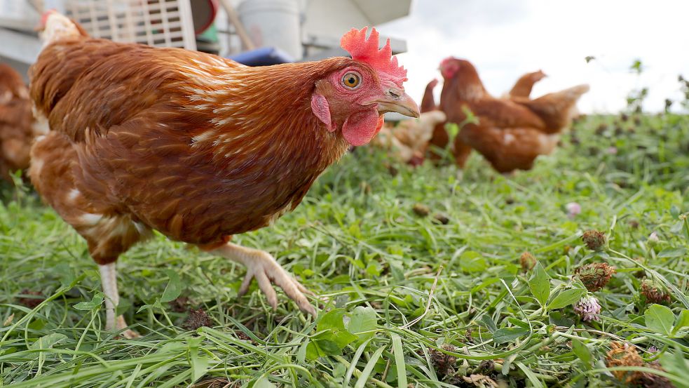 Hühner und anderes Geflügel darf im Landkreis Leer ab dem 31. März wieder im Freien gehalten werden. Foto: Karmann/dpa