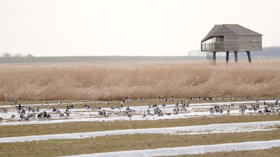 Vom Vogelbeobachtungstur „De Kiekkaaste“ an der Schleuse von Nieuwe Statenzijl kann man direkt auf den Dollart blicken. Von dort aus lassen sich im Herbst und Winter Wildgänse beobachten. Foto: Kruckenberg