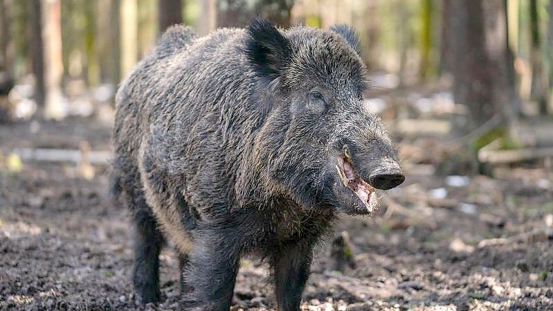 Der ungefähr 200 Kilogramm schwere Schwarzwild-Keiler „Putin“ in seinem Gehege im Wildpark Waldhaus Mehlmeisel. Foto: Nicolas Armer/dpa
