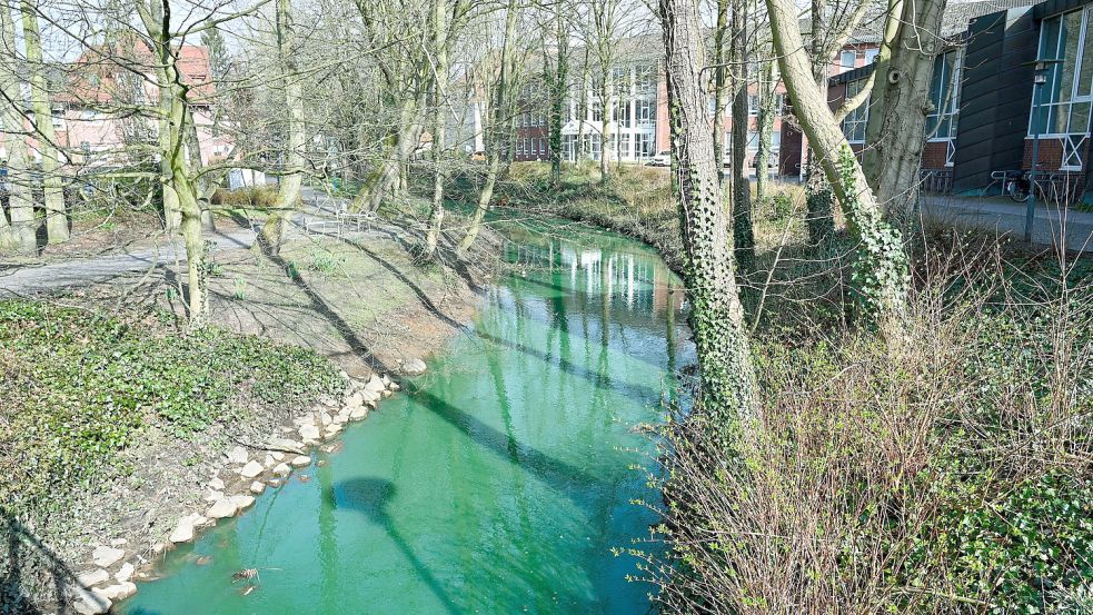 Blaualgen, die sich im Cloppenburger Surfsee gebildet hatten, färbten das Wasser der Soeste im Stadtbereich zeitweise grün. Doch im Nordkreis Cloppenburg geht von den Cyanobakterien keine Gefahr aus, was die Soeste betrifft. Foto: Hermes