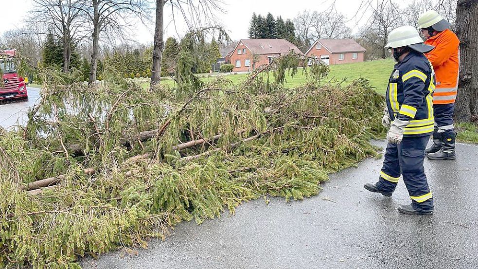 Auf der Landesstraße in Burlage stürze am Donnerstagnachmittag dieser Baum um. Fotos: Feuerwehr