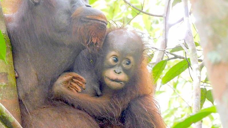 Orang-Utan Ajeng und ihr Baby im Auswilderungswald Kehje Sewen auf Borneo. Foto: -/BOS Foundation/dpa