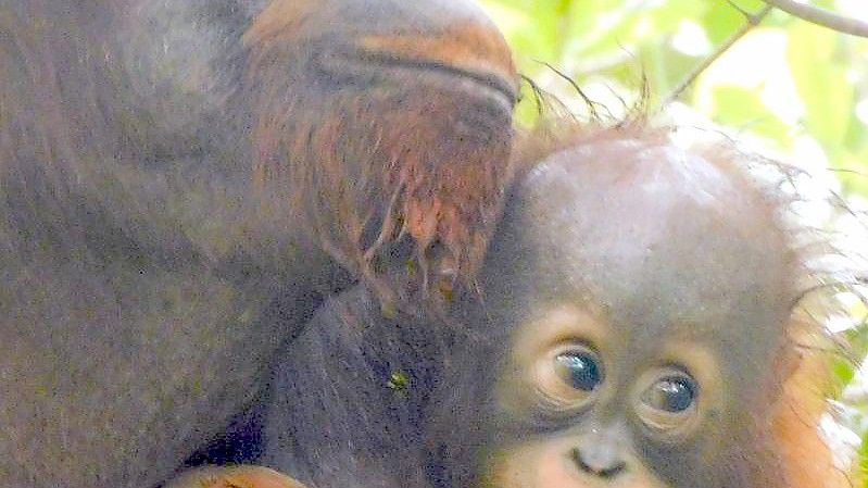 Bislang ist noch unklar, ob es sich bei dem Baby von Orang-Utan Ajeng um ein Mädchen oder einen Jungen handelt. Foto: -/BOS Foundation/dpa