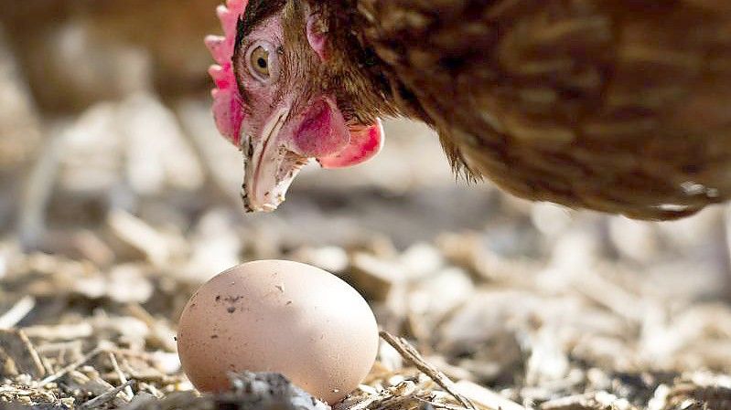 Fast jeden Tag ein Ei pro Huhn in Deutschland - General-Anzeiger