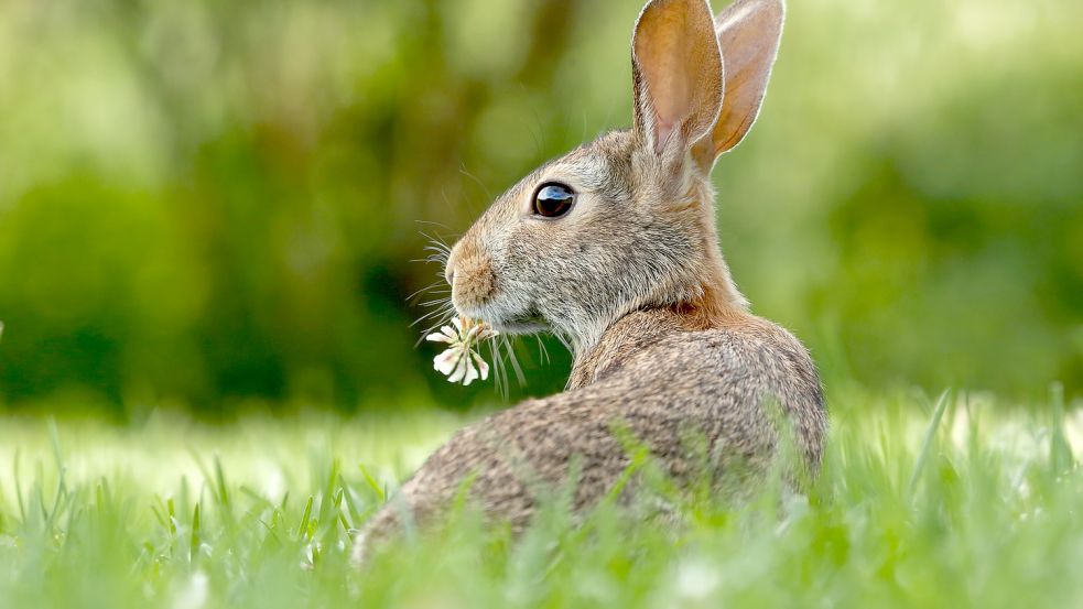 Ob zum Streicheln, aus Schokolade zum Essen oder als Deko: Hasen sind an Ostern omnipräsent. Trotzdem sieht man sich an ihnen nicht so schnell satt wie am Weihnachtsmann, der ab Oktober an jeder Straßenecke lauert (Symbolbild). Foto: Unsplash/Gary Bendig