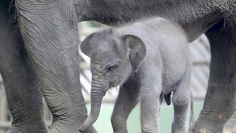 Der Sumatra-Elefant Lanang sucht die Nähe seiner Mutter Terry im Zoo von Bali. Foto: Firdia Lisnawati/AP/dpa