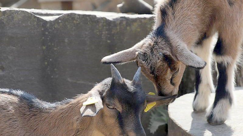 Das Kölner Fußball-Maskottchen Hennes (nicht im Bild) ist Vater von zwei männlichen Nachkommen geworden. Foto: Sascha Thelen/dpa