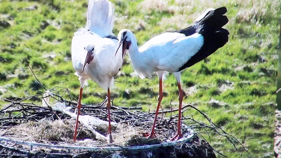Das Storchenpaar auf dem Nest bei der Ebkensschen Windmühle in Barßel. Foto: Passmann