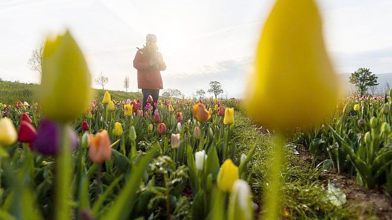 Blumen auf einem Feld in Freiburg im Breisgau. Das Osterwetter wird frühlingshaft. Foto: Philipp von Ditfurth/dpa