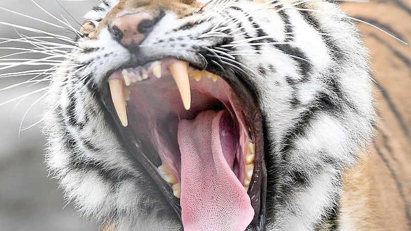 Noch ist unklar, wie es zu dem es zu dem Tiger-Angriff kommen konnte. Foto: Ukrinform/dpa/Symbolbild
